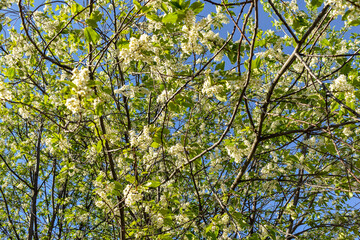 White bird cherry blossoms against the blue sky in the north of Russia.