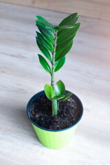 Soft focused green houseplant with soil in pot. Close up.