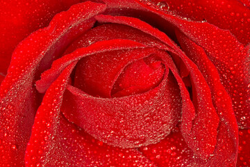 red rose covered with dew drops