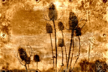 Photo art, Common teasel (Dipsacus fullonum)