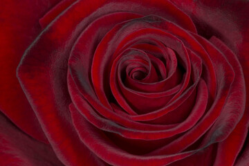 close up of beautiful dark red rose