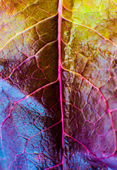 Purple leaf close up. Fresh leaves texture background. Natural eco wallpaper. Vegetarian food. Vegetable and vitamins products. Macro photo.