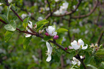 Apple tree flowering branch