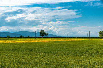 Primavera nella campagna piemontese