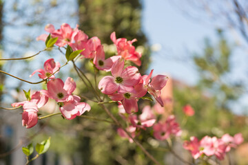 The flowering branch of the Cornus florida plant is one of the most luxurious trees in America, symbol of the state of Missouri
