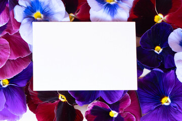 Pansy flowers styled stock scene