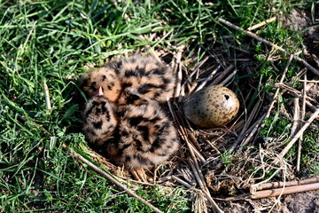 Nest, Eier und Küken der Lachmöven