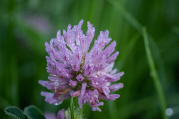 close-up of meadow clover with dewdrops