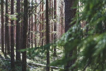 Forest landscape in fog. Branches of needles in the foreground.