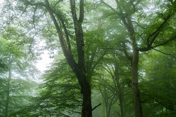 Sabaduri forest in summer, a beautiful place in the north of Tbilisi