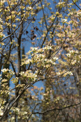 The flowering tree of derena floridica - white-green flowers on branches without leaves