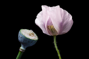 Opium poppy fruit and flowers - obrazy, fototapety, plakaty