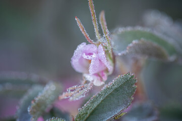 delicate pink flower in drops of morning dew