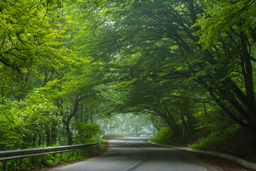 Sabaduri forest in summer, a beautiful place in the north of Tbilisi