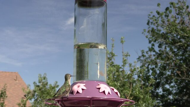 4k Hummingbird Visting a Hummingbird Feeder