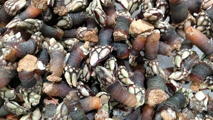 shells on the beach