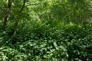Asian knotweed, an invasive species, a pest in forestry, overgrows all vegetation in a forest