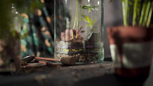 Person making a terrarium. Young attractive botanist is putting small plants and decoration in glass jar. Self-sustaining micro garden ecosystem. Zen meditation hobby. Succulents plant pot.