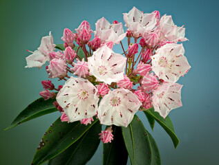 Macro view of blooming flowers of mountain laurel (Kalmia latifolia). Spring-loaded stamens catapult pollen onto visiting bees.