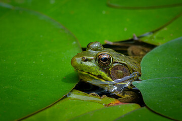 Green frog (Lithobates clamitans or Rana clamitans) peeking through patch of water lily pads in pond in central Virginia in spring.