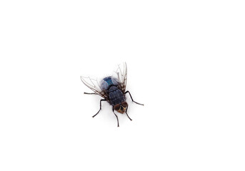 One beautiful fly.