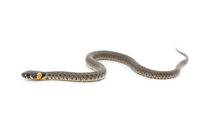One gray snake.