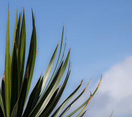 leaves on blue sky background