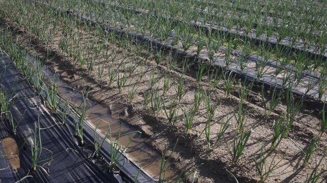 View of field planted with ripening organic scallions. Farming. Food production 