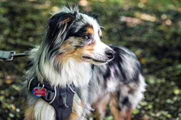 Australian Shepherd Dog