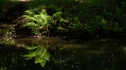 fern in the water