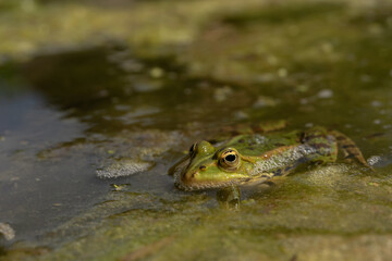 frog in the water