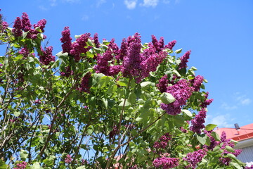 Purple blooming syringa vulgaris