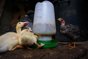 Baby duck goose duckling and chicken hen drinking water from a watering hole place or trough. Newborn animals