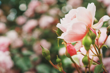 Obraz premium Pink roses bloom in bouquets in the garden, as a background.