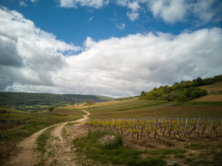 Un paysage de vigne et de campagne. Un chemin dans les vignes. Une route dans le vignoble de Bourgogne. Des vignes dans la campagne. Le paysage de Côte-d'Or.