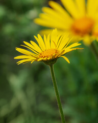 Yellow daisy Doronicum flower in garden