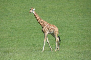 Naklejka na ściany i meble Giraffe walking on the grass. 