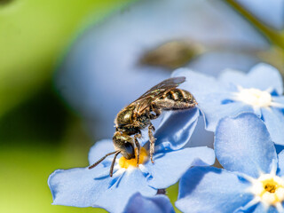 Vergissmeinnicht mit Schmalbiene im Frühling 5 © Michael