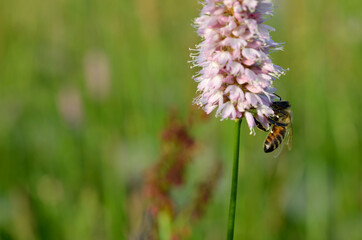 a bee collects nectar from a flower close-up