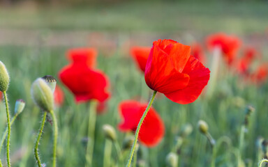 Close-up of poppy flower in the field at sunset.