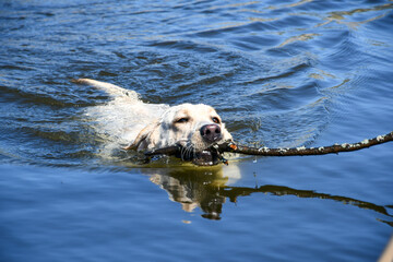 Labrador swimming dog