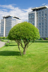 Urban landscape. Well-groomed tree on the background of modern buildings