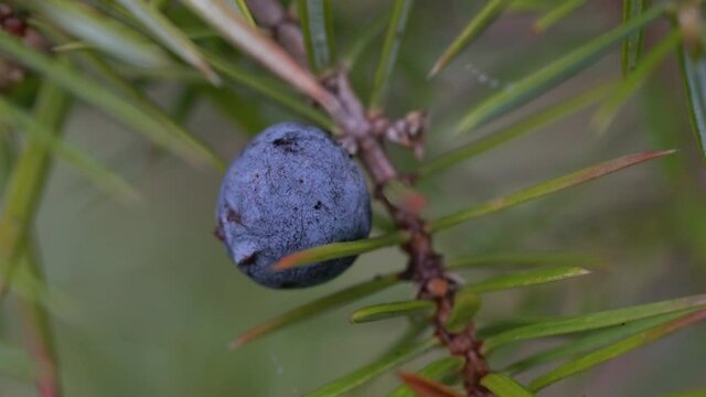 Common Juniper in natural environment (Juniperus communis) - (4K)
