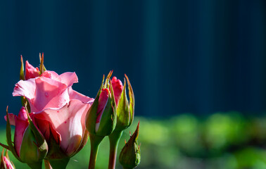 Fototapeta na wymiar red rose with blurred background