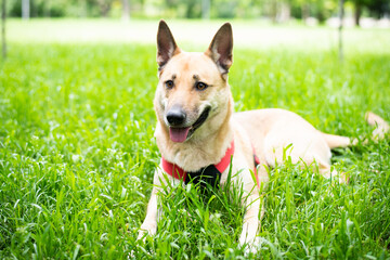 A beautiful big mestizo dog from the shelter lies on the grass in the park.