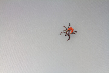 Mite on a textured background with a large semi-circles.