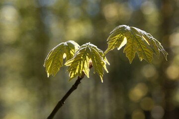 Spring leaves of an Oregon maple, Acer macrophyllum