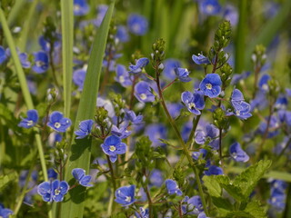 Germander speedwell (Veronica chamaedrys) - deep blue flowers in the grass, Poland