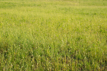 Wild grass field in Tuscany on a hot summer afternoon, rural background panorama