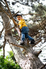 A little five-year-old boy climbed a tall tree in the park.